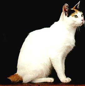 Miaou ! Qu'il est mignon !