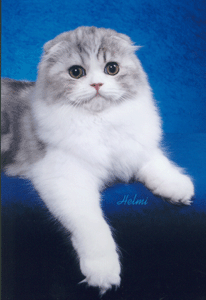 Scottish Fold